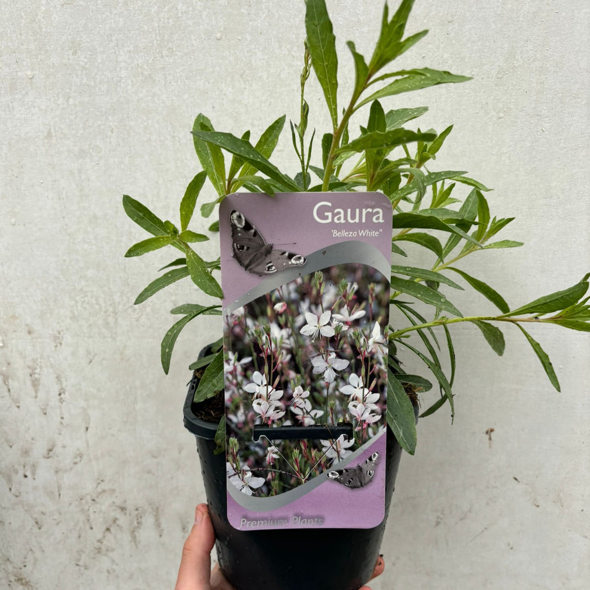 A hand holds a Gaura &#39;Belleza White&#39; 2L, a drought-tolerant perennial with green leaves. The label shows its name and a photo of star-shaped white flowers. The background is a simple, light-colored wall.