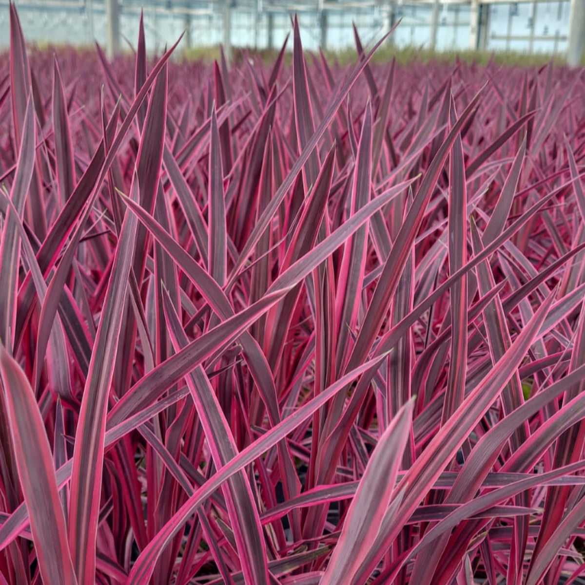 Cordyline Pink Passion 9cm / 1.5L