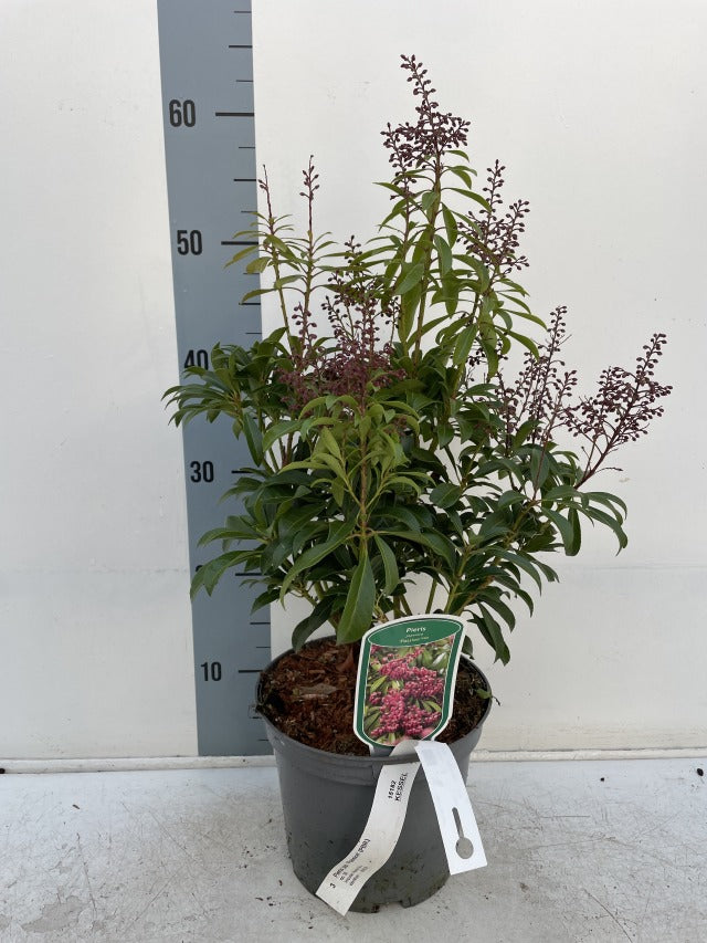 The Pieris japonica &#39;Passion&#39; 3L (50-60cm) shows green leaves and purple buds in front of a height chart at about 55 cm, with plant tags and a care label attached to the pot, displayed against a plain white background.