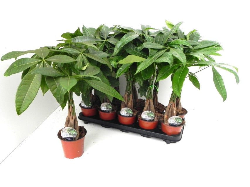 Pachira Aquatica (Money Tree) 45-50cm