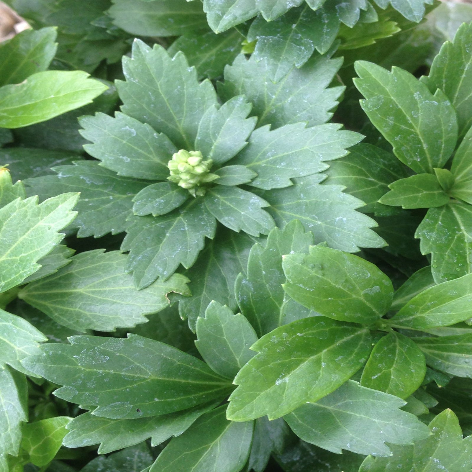 Pachysandra terminalis 'Green Carpet' 9cm produces healthy, shade-loving evergreen ground cover with broad, serrated leaves and small clusters of white spiky flowers, spreading lushly across brown mulch.