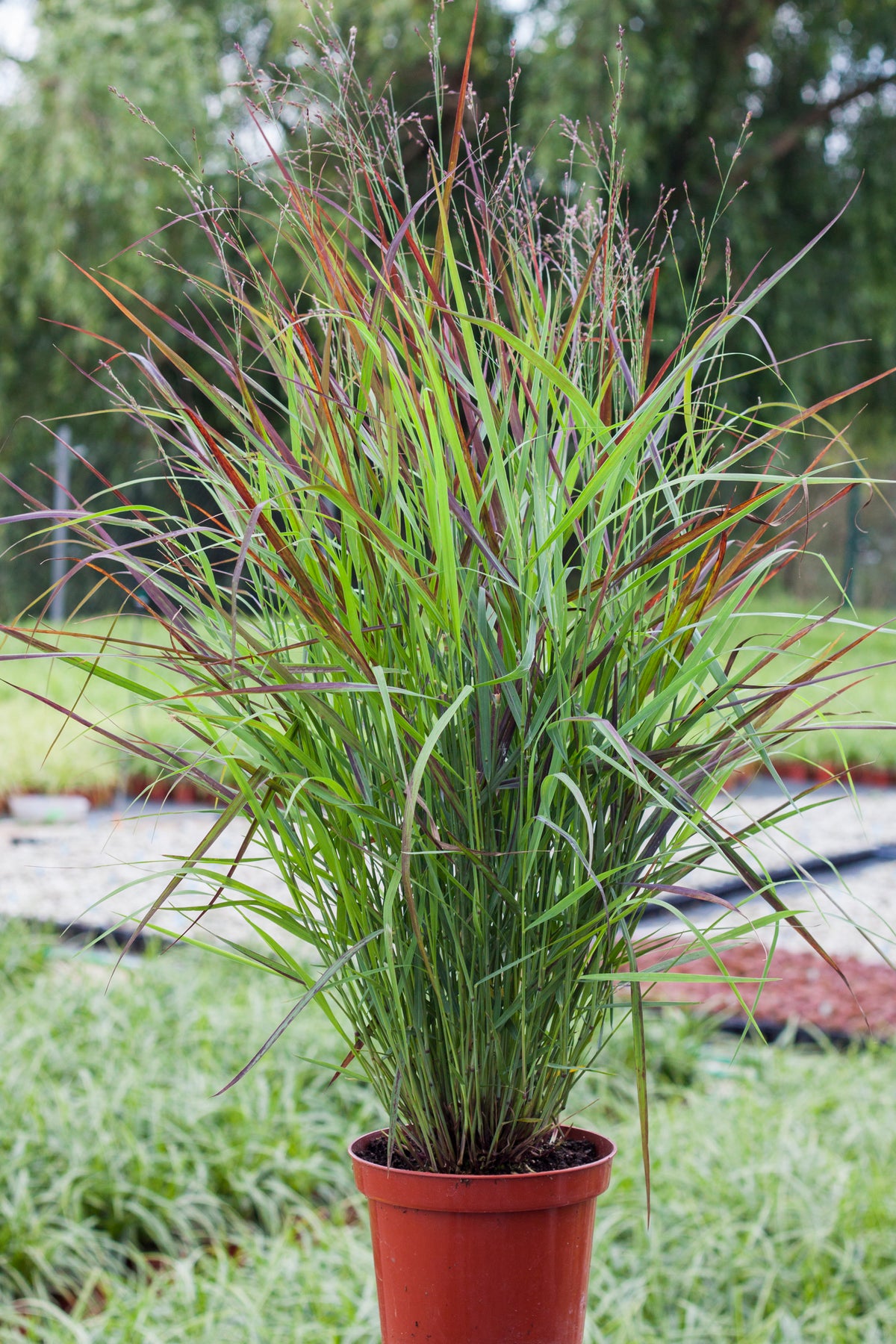 Panicum virgatum &#39;Shenandoah&#39; 9cm features tall, narrow green and burgundy foliage blades. This potted ornamental grass is pictured outdoors with blurred greenery and pathways in the background.