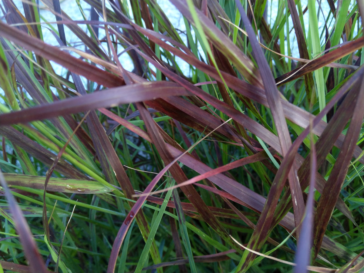 Close-up of Panicum virgatum &#39;Shenandoah&#39; 9cm with green and burgundy foliage overlapping to form a dense, textured pattern. Light highlights the varied shades and intricate leaf details.
