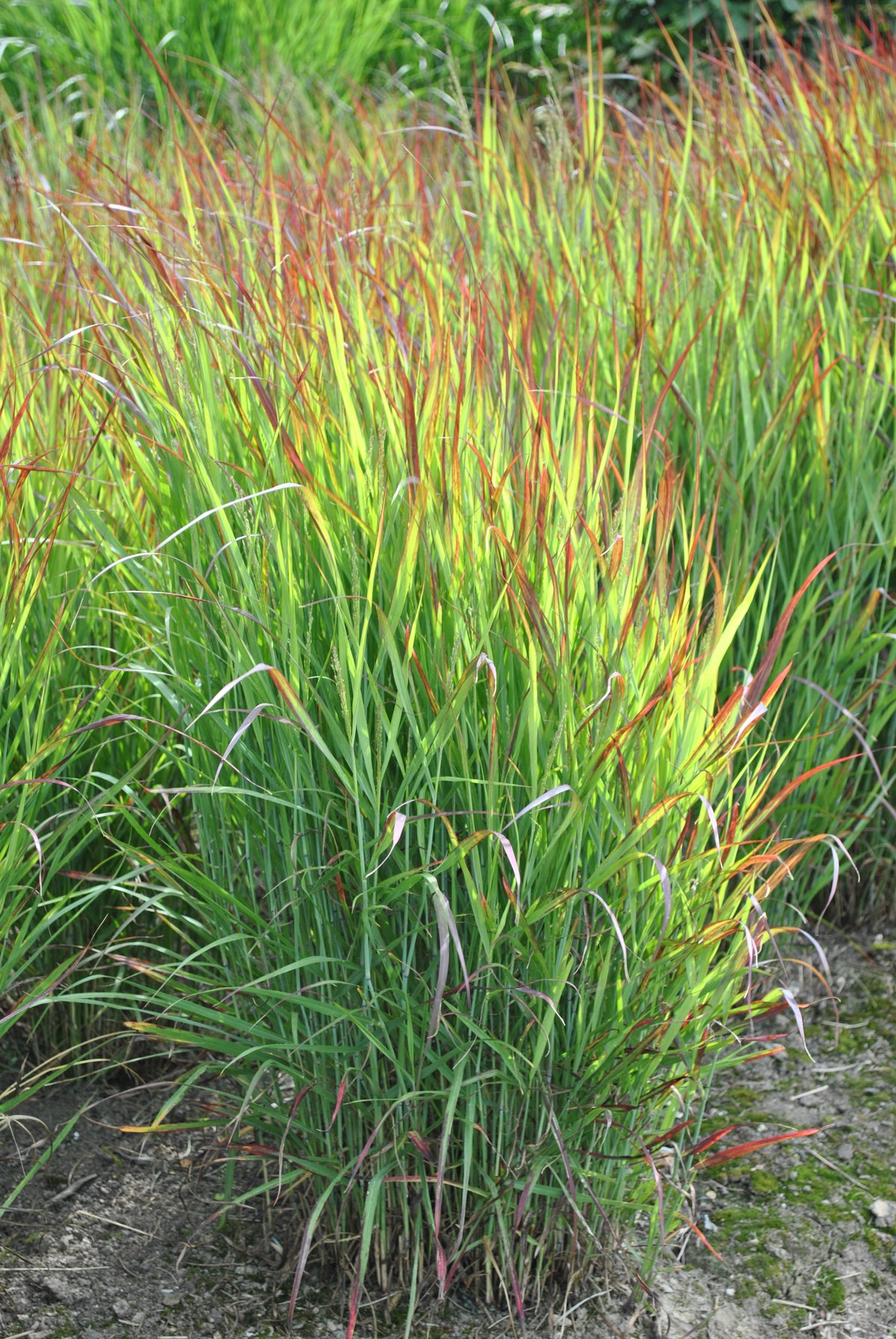 Panicum virgatum &#39;Shenandoah&#39; 9cm forms dense clumps of long, slender green blades tipped with burgundy, thriving in garden beds on bare soil. Sunlight enhances the vibrant hues of this tall ornamental grass.