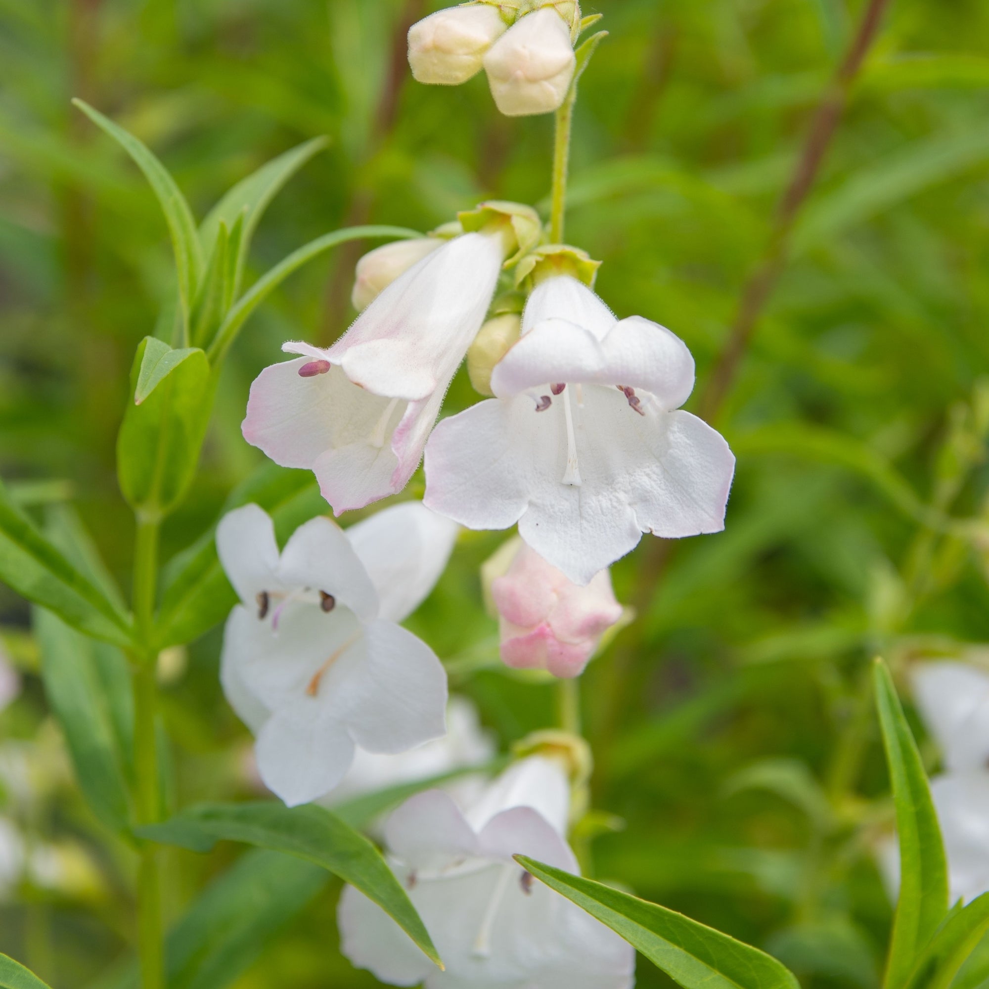 Penstemon 'White Bedder' (Young Perennial) PRE ORDER SPRING '26