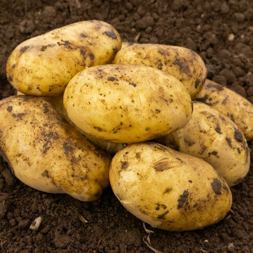 Pentland Dell Seed Potatoes 2KG