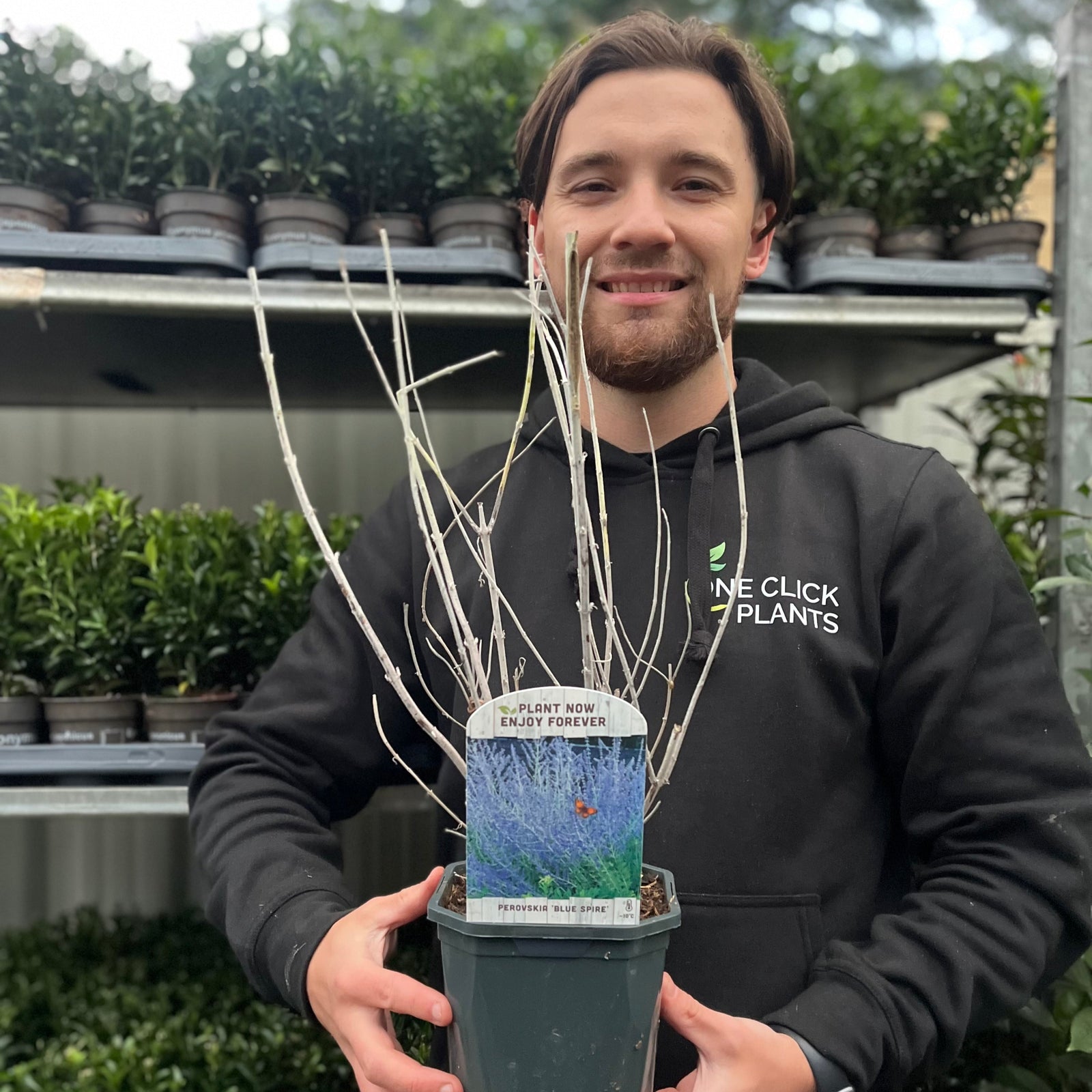 A smiling person in a One Click Plants hoodie holds a Perovskia 'Blue Spire' 9cm / 2L, labeled "Plant Now, Enjoy Forever," with shelves of green perennial plants visible in the background.