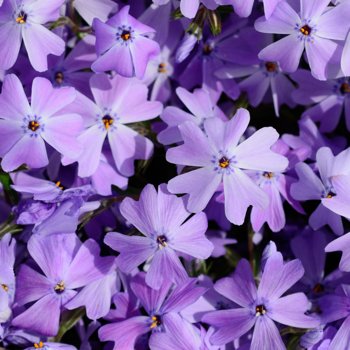 Phlox subulata &#39;Emerlad Cushion Blue&#39; (Young Perennial) PRE ORDER SPRING &#39;26