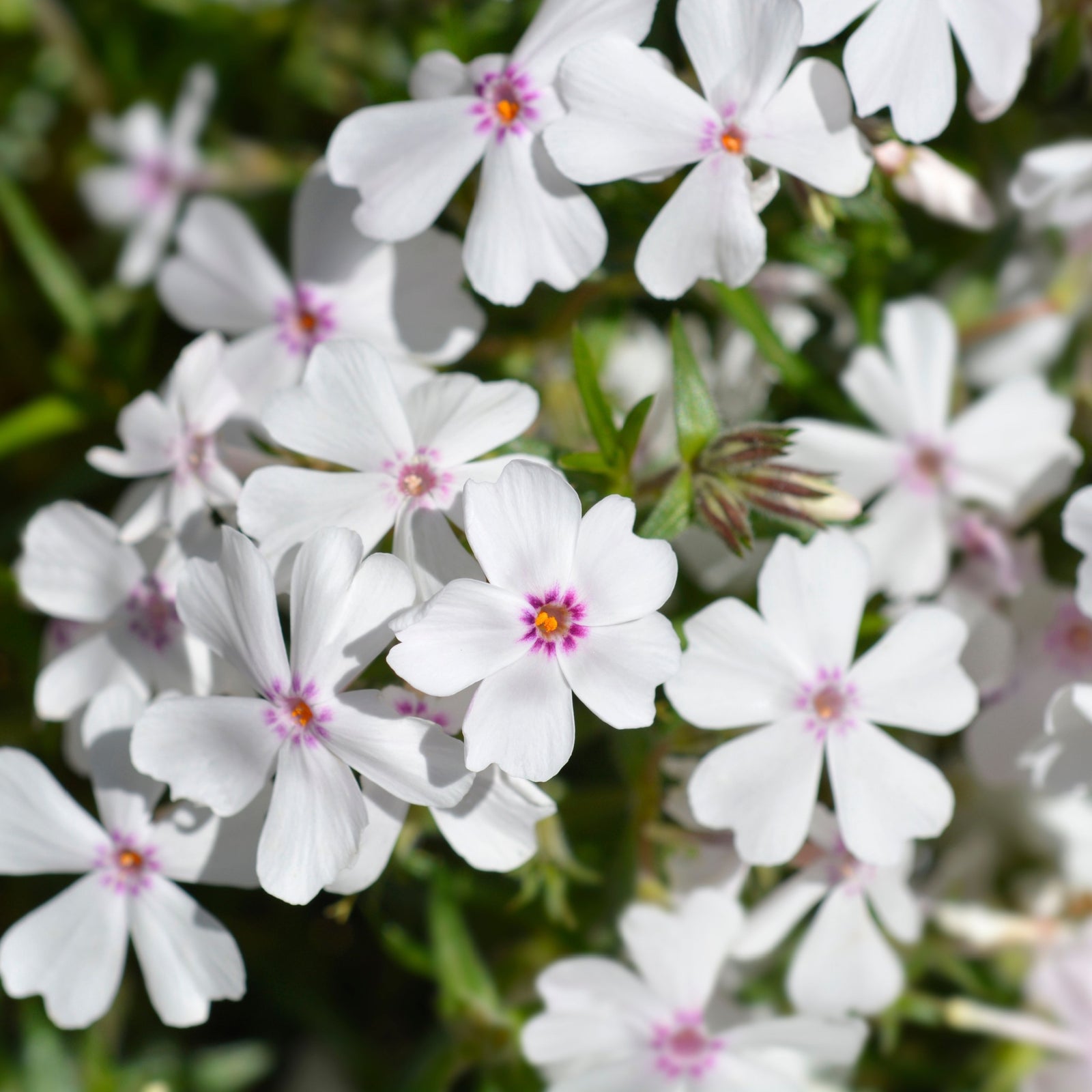 Phlox subulata 'Amazing Grace' (Young Perennial) PRE ORDER SPRING '26
