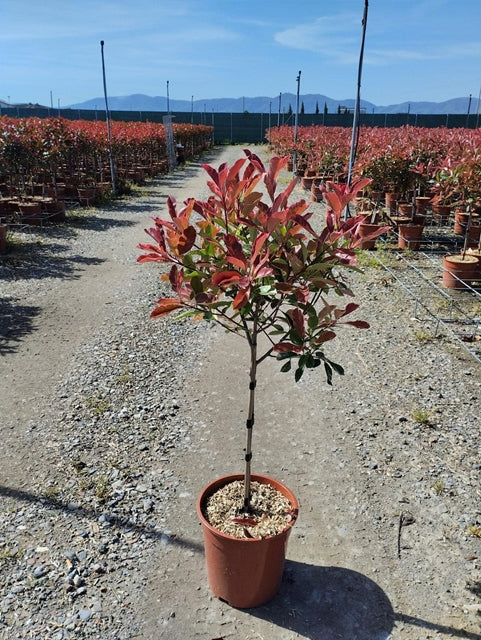 Special offer: Half Standard Photinia 'Pink Marble' 100cm (2 for £54.99)