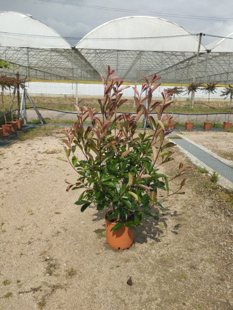 Photinia x fraseri &#39;Red Robin&#39;