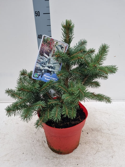 A Potgrown Real Christmas Tree (Picea pungens &#39;Super Blue&#39;, 30-40cm) with dense green needles sits in a red plastic pot. A plant label is attached to a branch, and a vertical measuring scale appears in the background.