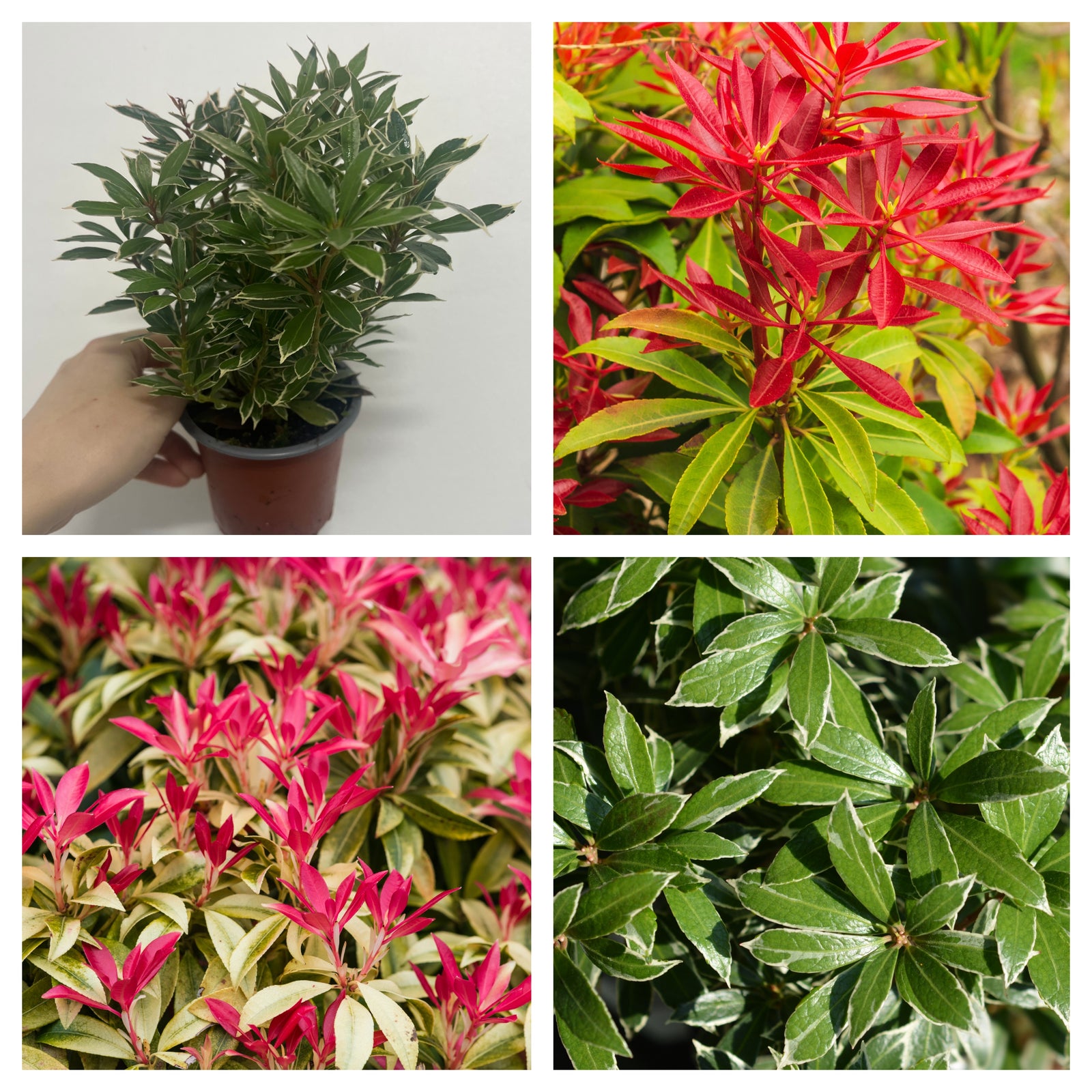 Collage of four images showing 3 x Pieris (3 x 9cm Pots): top left, a hand holds a small potted plant—great for containers; top right, leaves show bright red; bottom images display vibrant red and green foliage.