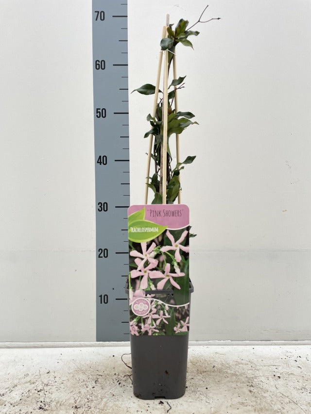 Evergreen Star Jasmine &#39;Pink Showers&#39; | Trachelospermum jasminoides | Climber | 20-30cm, 60-80cm, 100-120cm