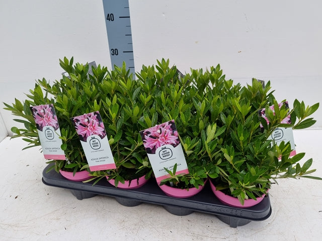 Six Azalea &#39;Pink Spider&#39; 1.5L evergreen shrubs with green leaves and labeled tags are displayed in a black tray against a white background, with a measuring scale behind.