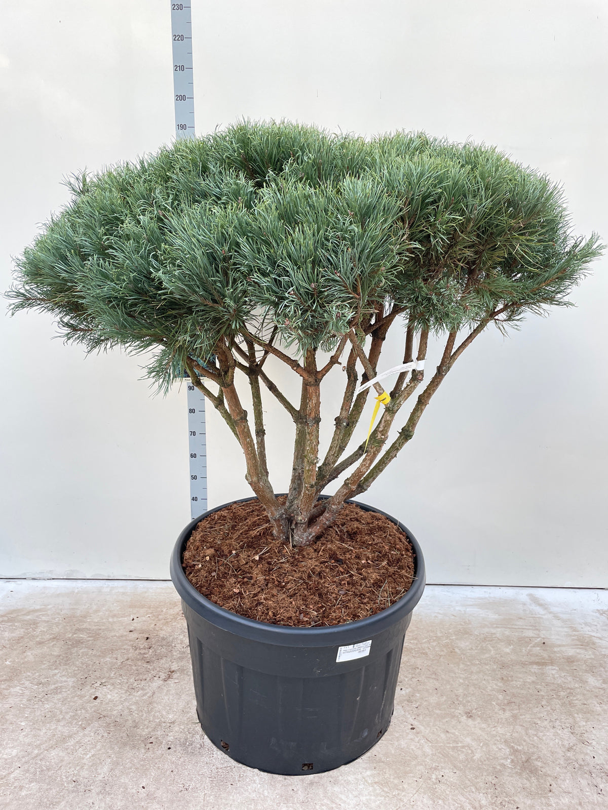 The Pinus sylvestris Watereri Umbrella, 180cm high in a 230L growers pot, features multiple woody stems and dense, green needle-like leaves, displayed against a white background with a height measurement scale.
