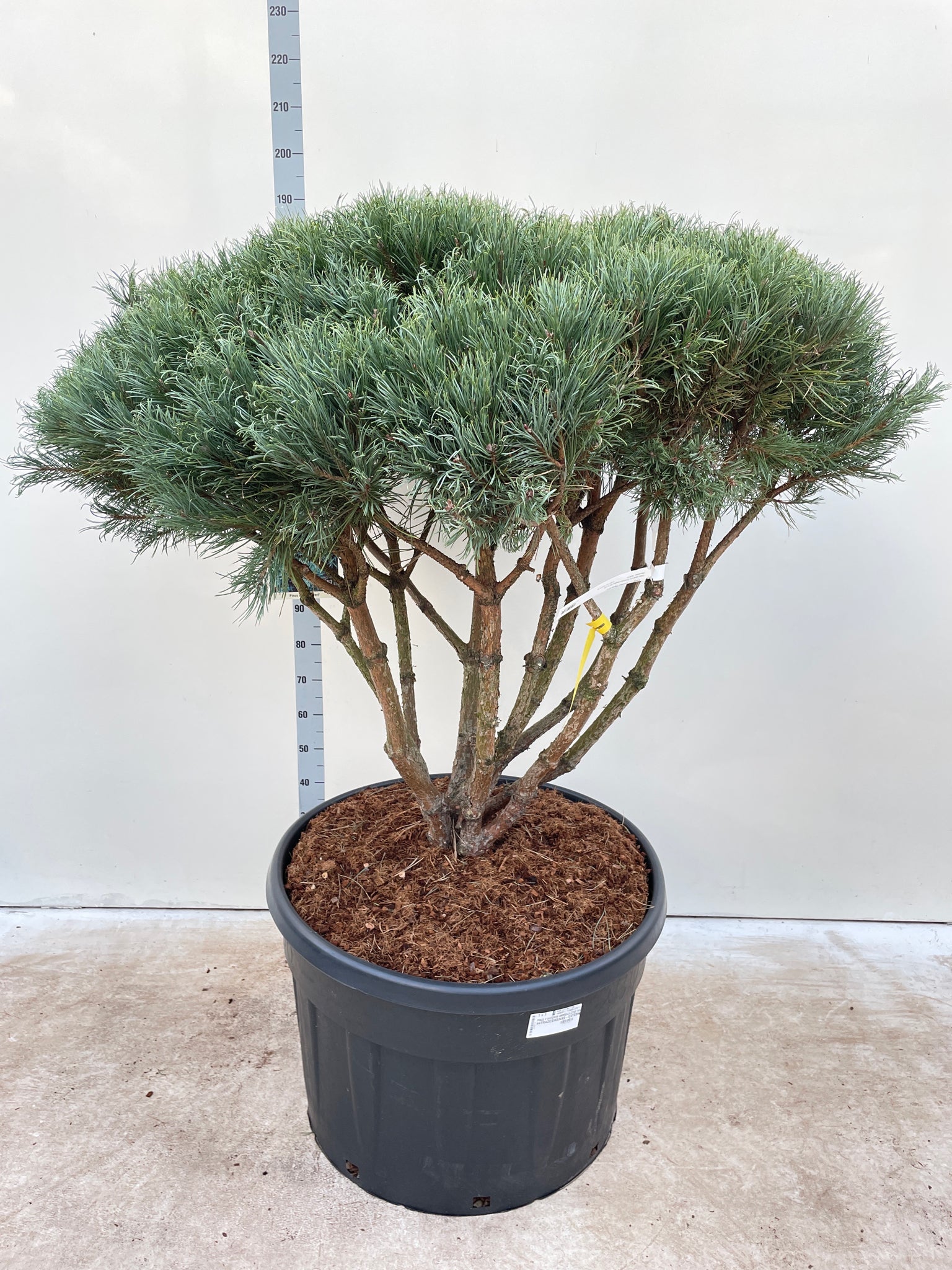 The Pinus sylvestris Watereri Umbrella, 180cm high in a 230L growers pot, features multiple woody stems and dense, green needle-like leaves, displayed against a white background with a height measurement scale.
