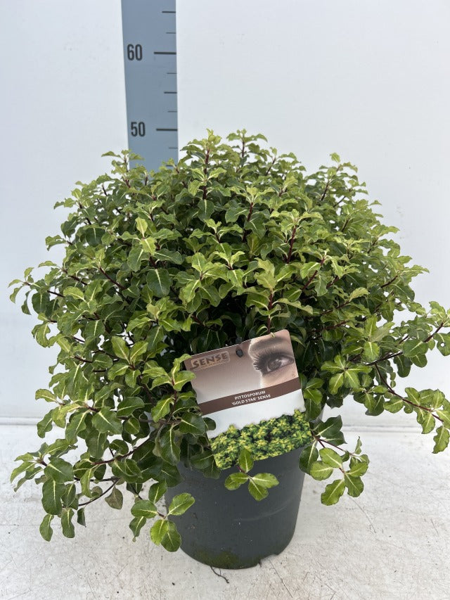 Pittosporum tenuifolium &#39;Gold Star&#39; 9cm / 5L Ball