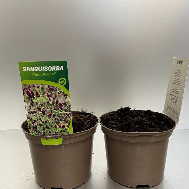 Sanguisorba Plum Drops 2L