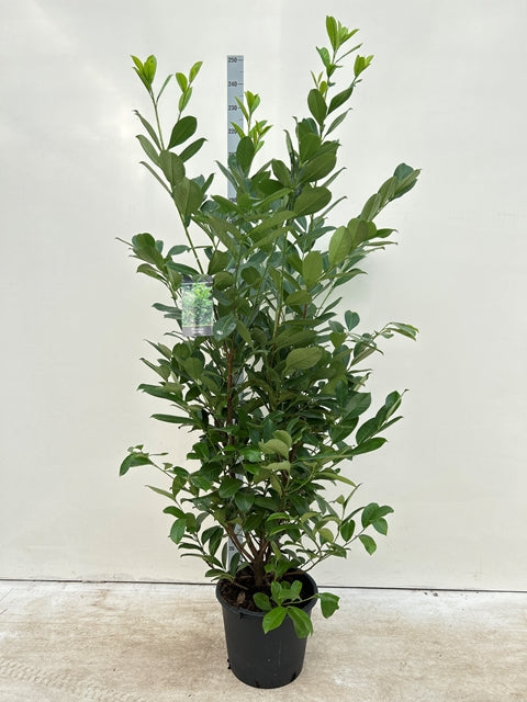 A 7-8ft potted Cherry Laurel Hedge Plant (210-240cm), with broad glossy leaves, stands in a black pot. A plant care tag is attached and a measuring stick shows its height against a plain white background. Multi-buy offers available.