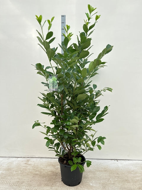 7-8ft Potted Cherry Laurel Hedge Plants 210-240cm (Multi-Buy Offers Available)