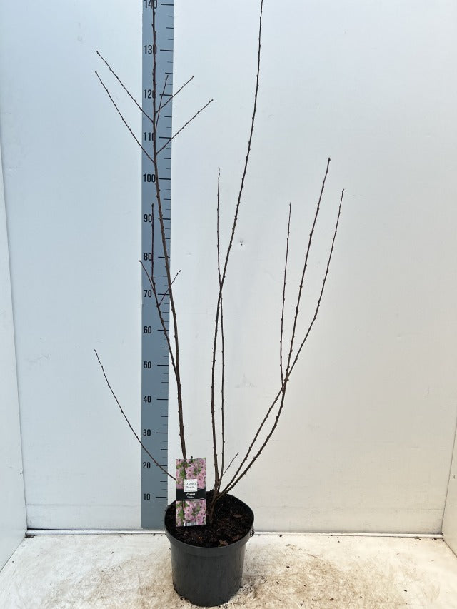 Prunus Triloba | Double Flowering Cherry-Almond Blossom Tree