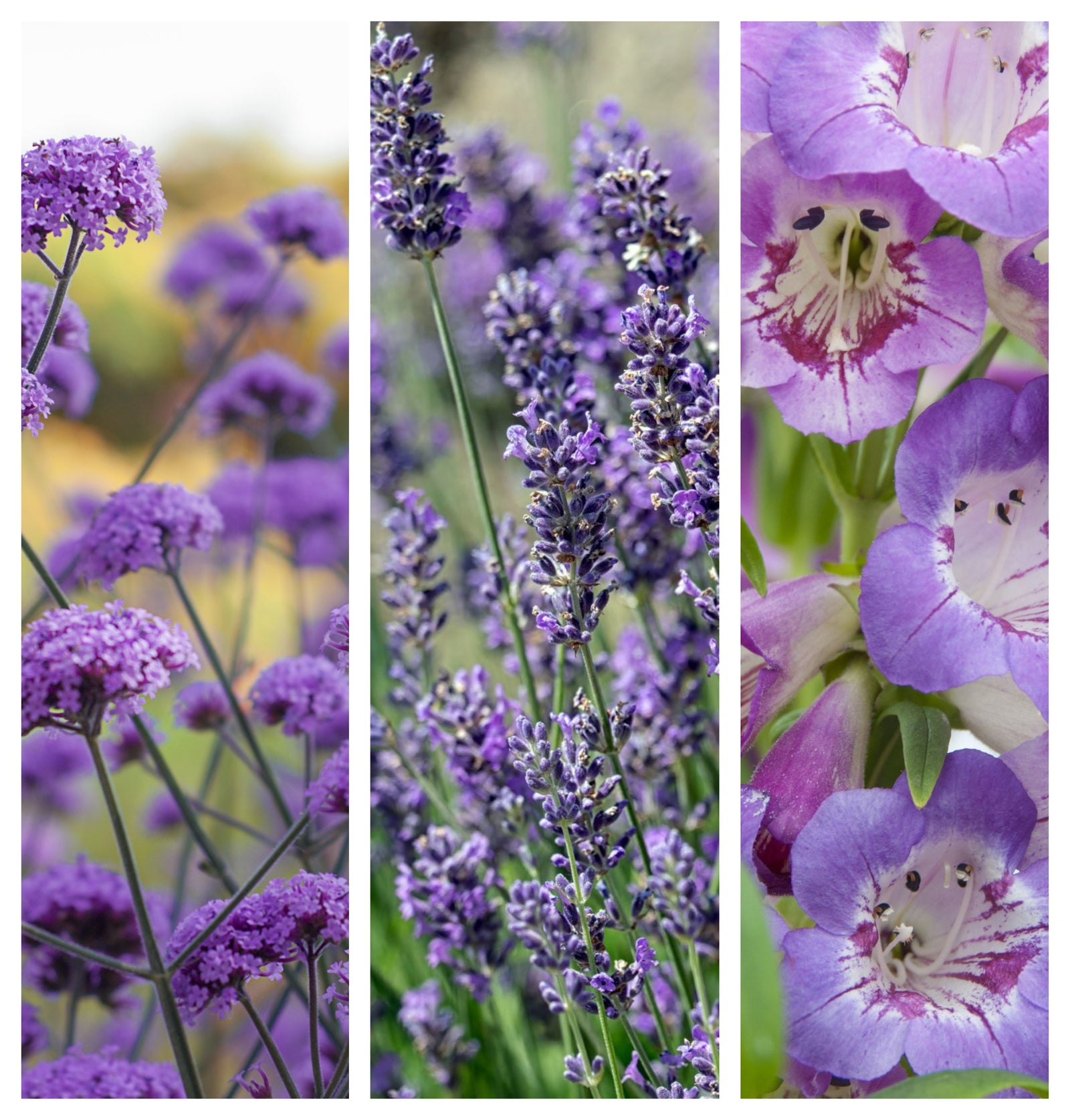 Purple Passion (3 x 9cm Pots): A collage of three panels showcases close-ups of perennial flowering plants—verbena (left), lavender (center), and foxglove (right)—in bloom, attracting butterflies and bees against softly blurred backgrounds.
