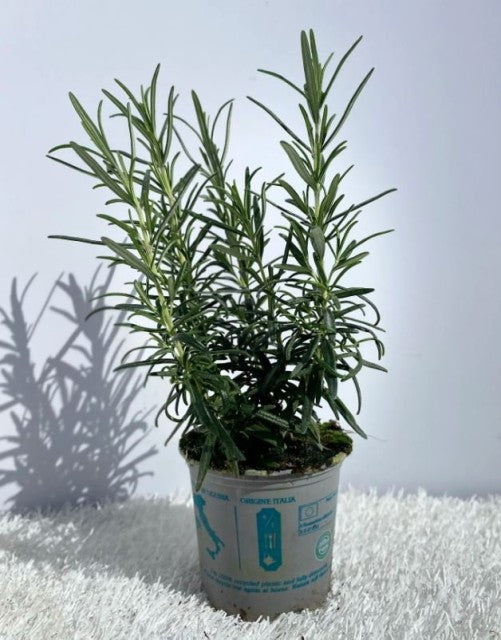 Rosemary officinalis (8cm/1.5L) features long, thin green leaves and comes in a small, light gray plastic pot set on a white textured surface with a plain white background and subtle shadow.