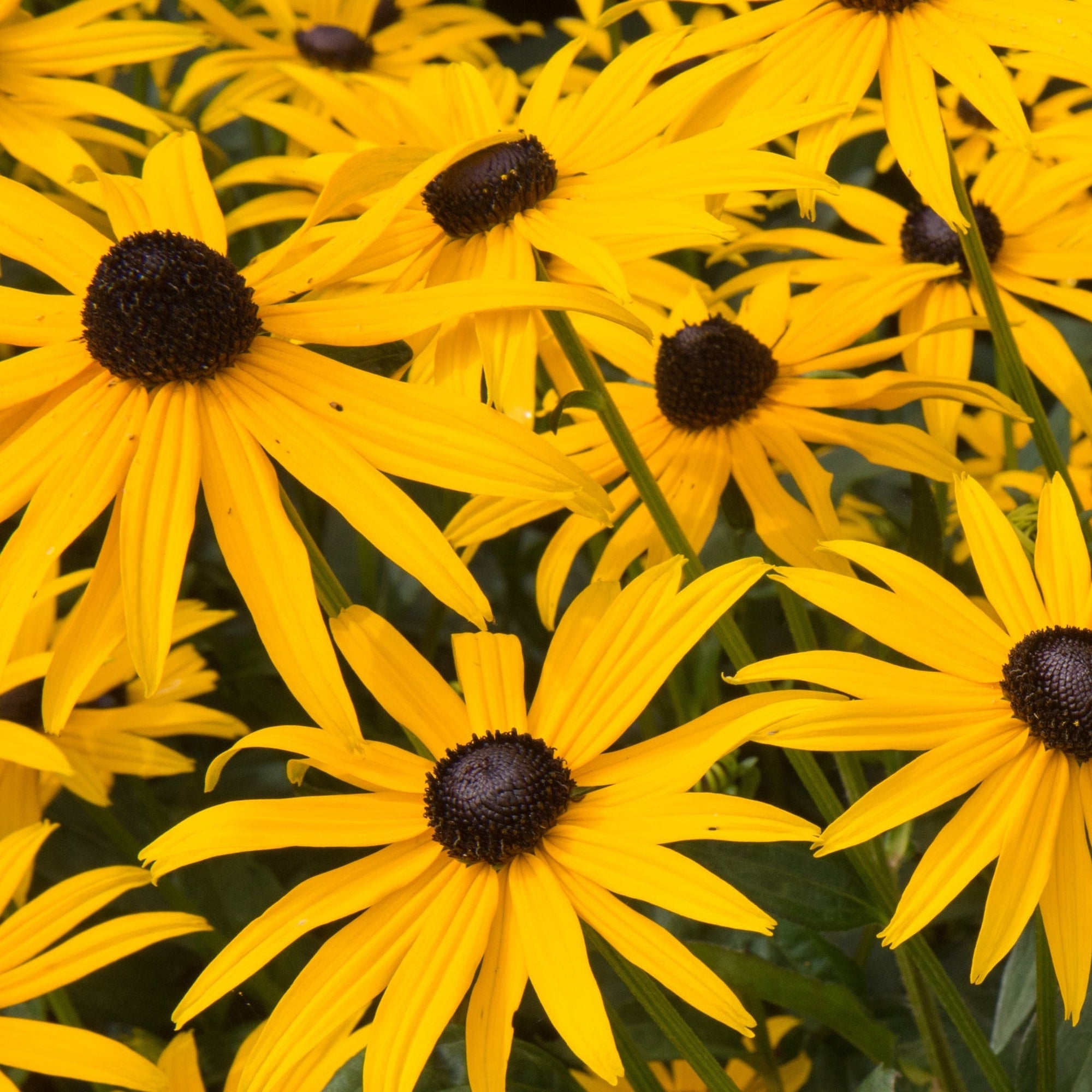 Rudbeckia fulgida 'Goldsturm' (Young Perennial) PRE ORDER SPRING '26