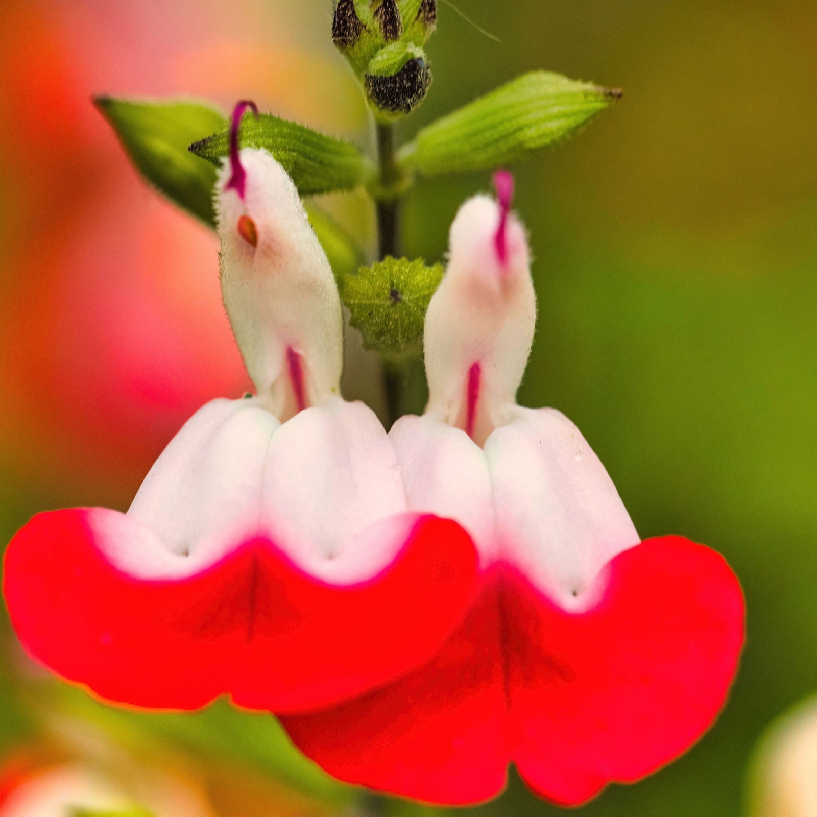 Salvia greggii 'Cherry Lips' (Young Perennial) PRE ORDER SPRING '26