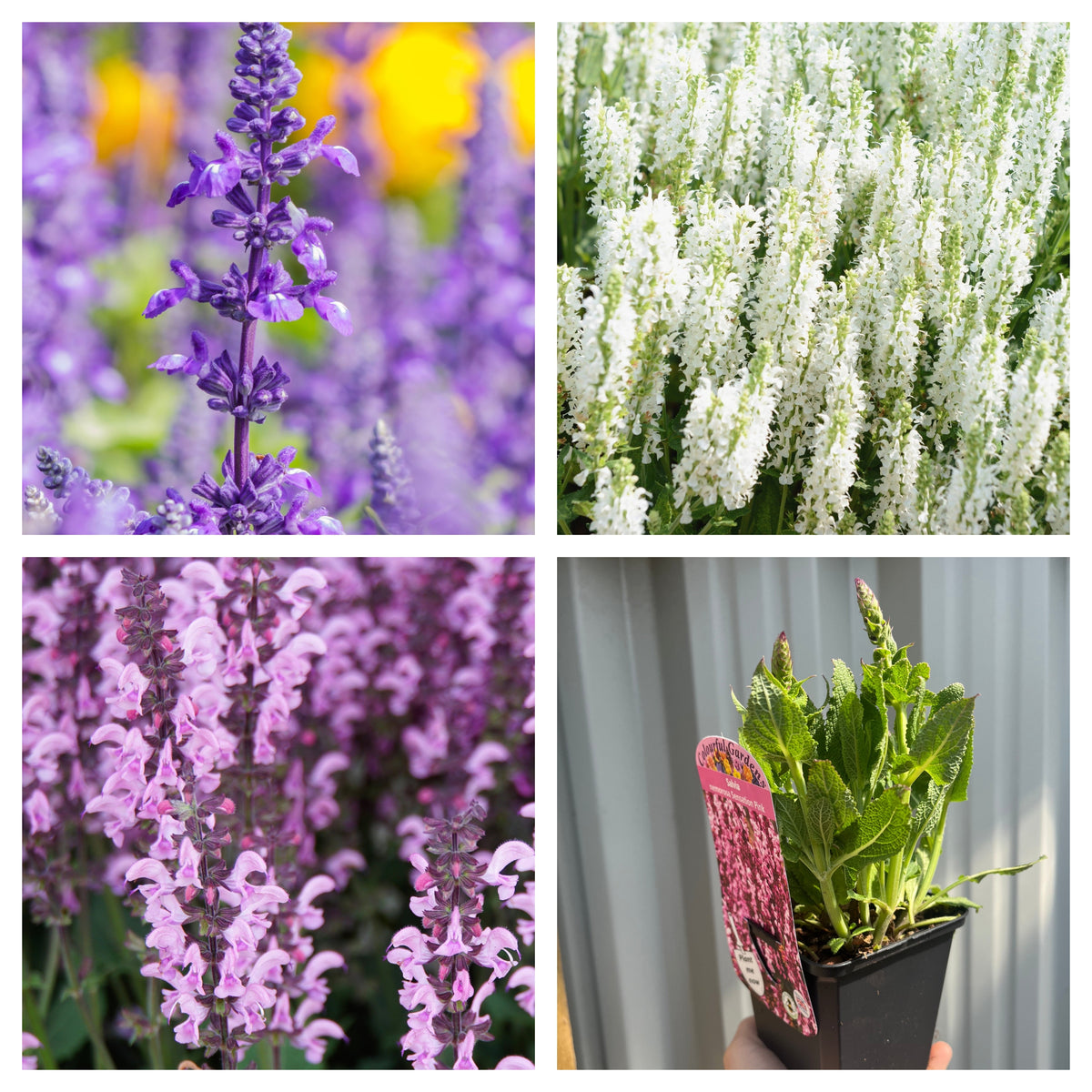 A collage features a close-up of purple, white, and pale pink Salvia flowers, plus a hand holding a potted Salvia plant. Shown is the &quot;Mix of 3 x Salvias 9cm,&quot; noted for long flowering and lush green leaves.