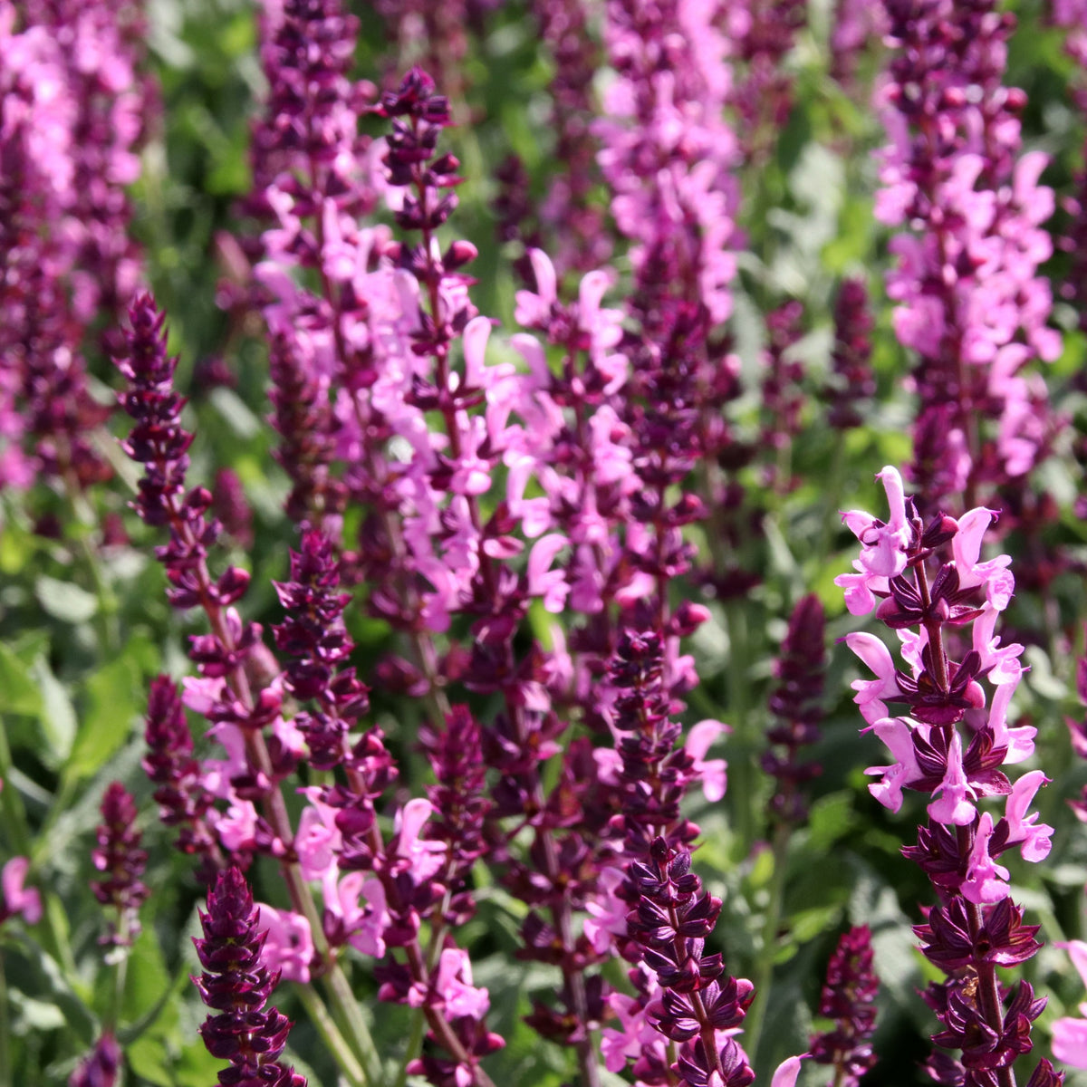 Salvia nemerosa &#39;Sensation Deep Rose&#39; (Young Perennial) PRE ORDER SPRING &#39;26