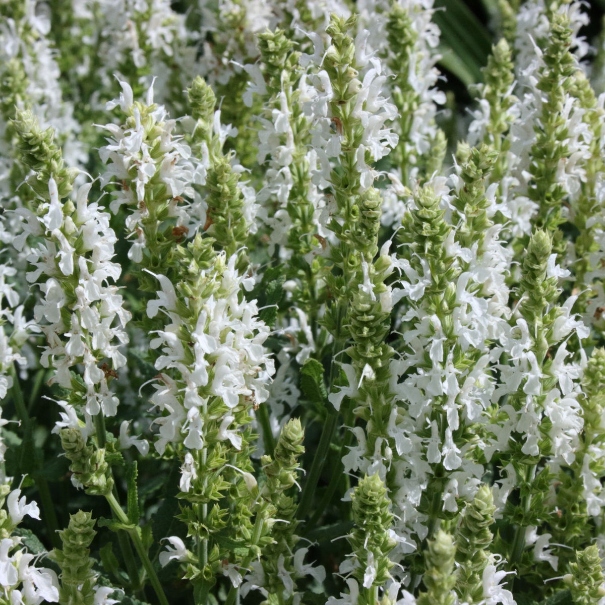 Salvia nemerosa &#39;Sensation White&#39; (Young Perennial) PRE ORDER SPRING &#39;26