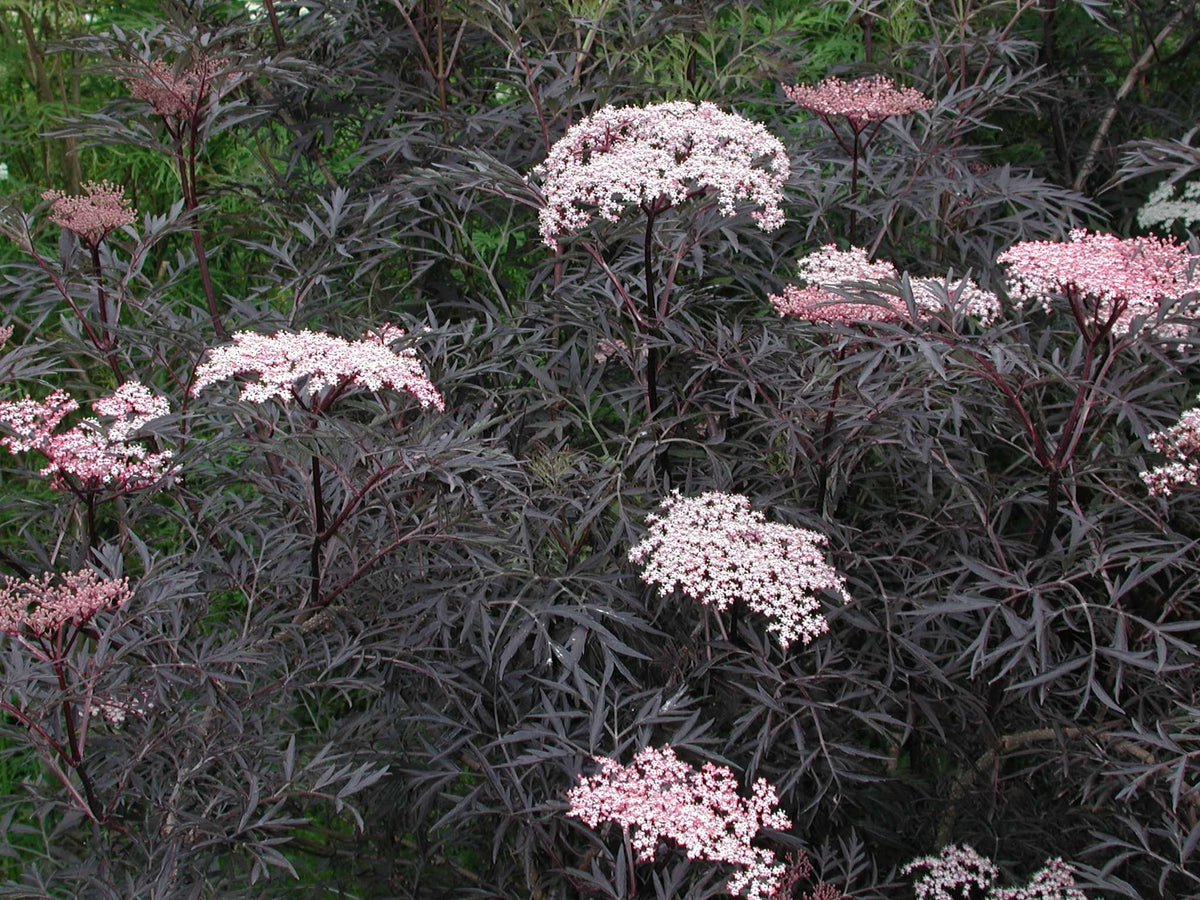 Sambucus nygra &#39;Black Lace&#39; 9cm / 2L