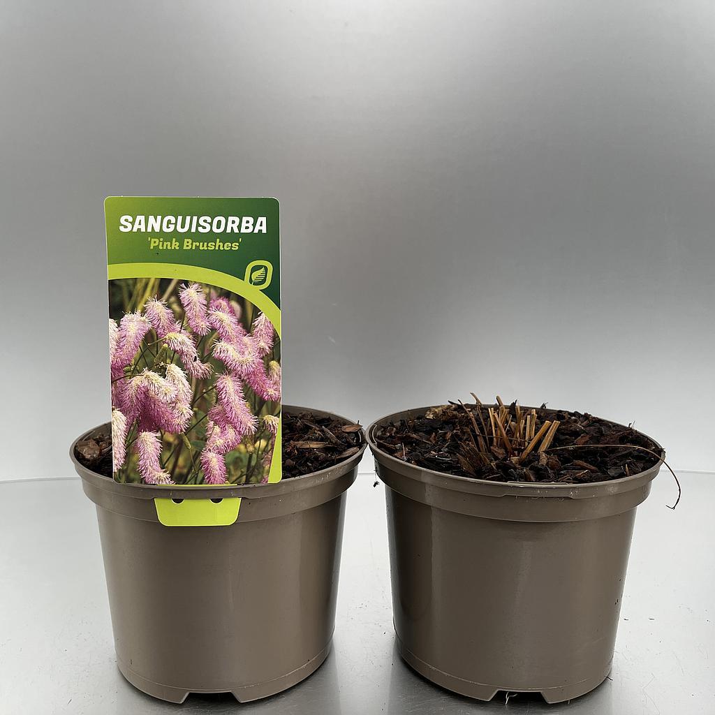 Two brown 2L plant pots are shown side by side. The left is labeled &quot;Sanguisorba Pink Brushes,&quot; a perennial with pink flower heads; the right shows only brown stems and soil.