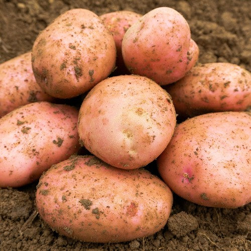 A pile of Sarpo Mira Seed Potatoes 2KG, known for their blight resistance, freshly harvested and still covered in soil, rests on dark brown earth.