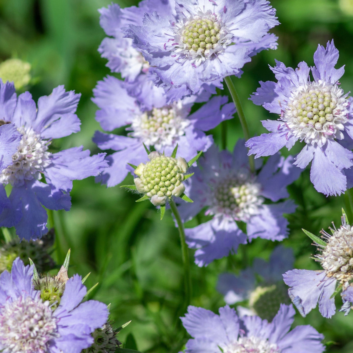 Scabious &#39;Blue Note&#39; 9cm