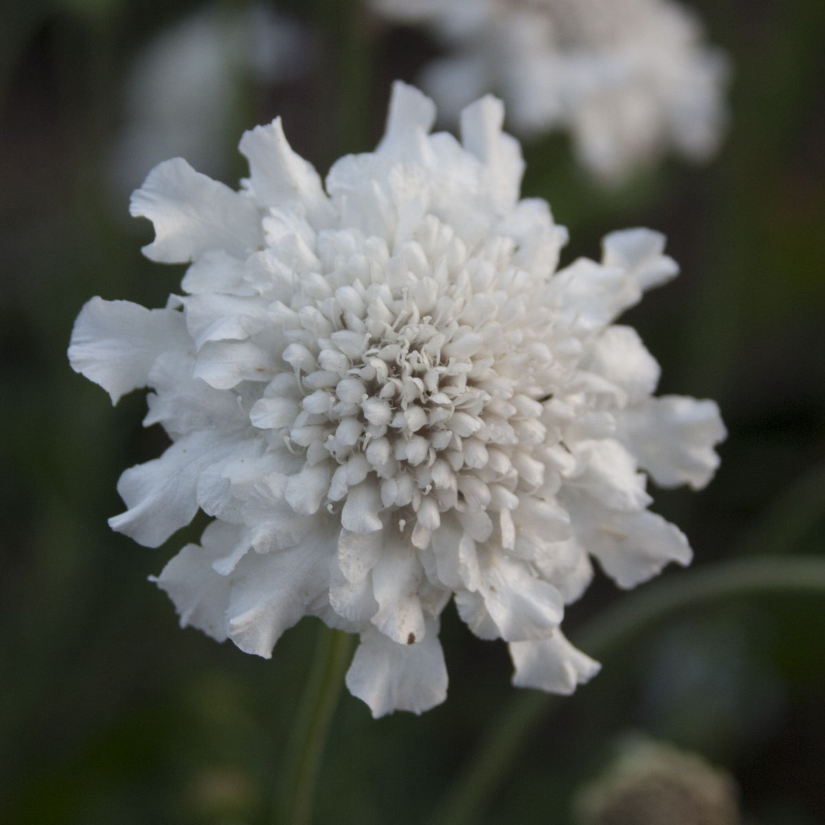 Scabious columbaria &#39;Flutter Pure White&#39; (Young Perennial) PRE ORDER SPRING &#39;26