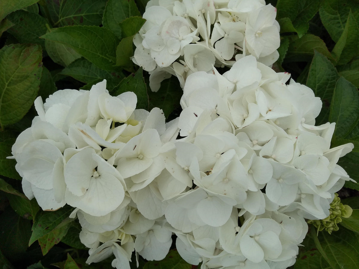 Hydrangea macrophylla &#39;Shakira&#39; 9cm