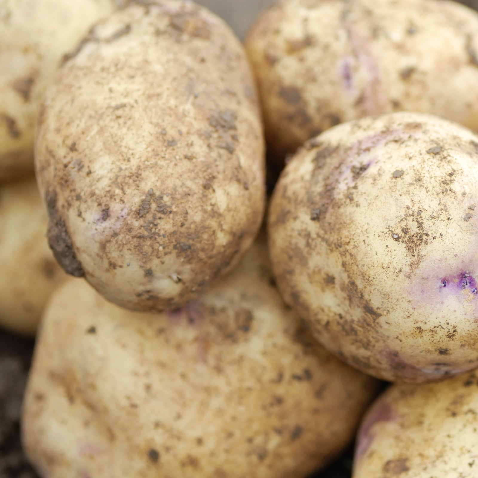 A close-up of several unwashed Kestrel Seed Potatoes 2KG, prized second earlies with rough, pale skins and natural imperfections, shows dirt and purple patches, highlighting their disease resistance.