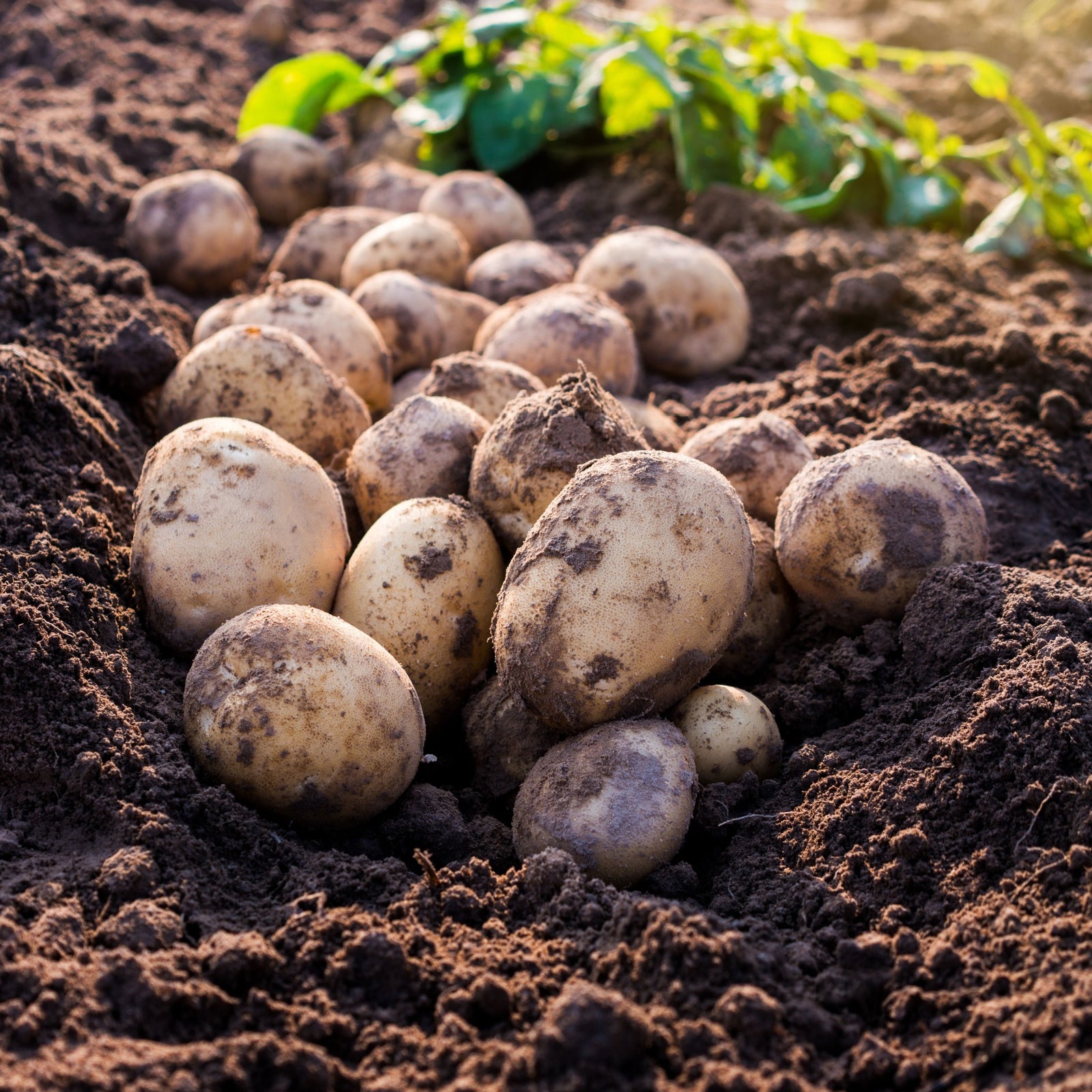 Wilja Seed Potatoes 2KG, a disease-resistant second early variety, freshly harvested and resting on dark soil, with green potato plants in the background under natural sunlight.