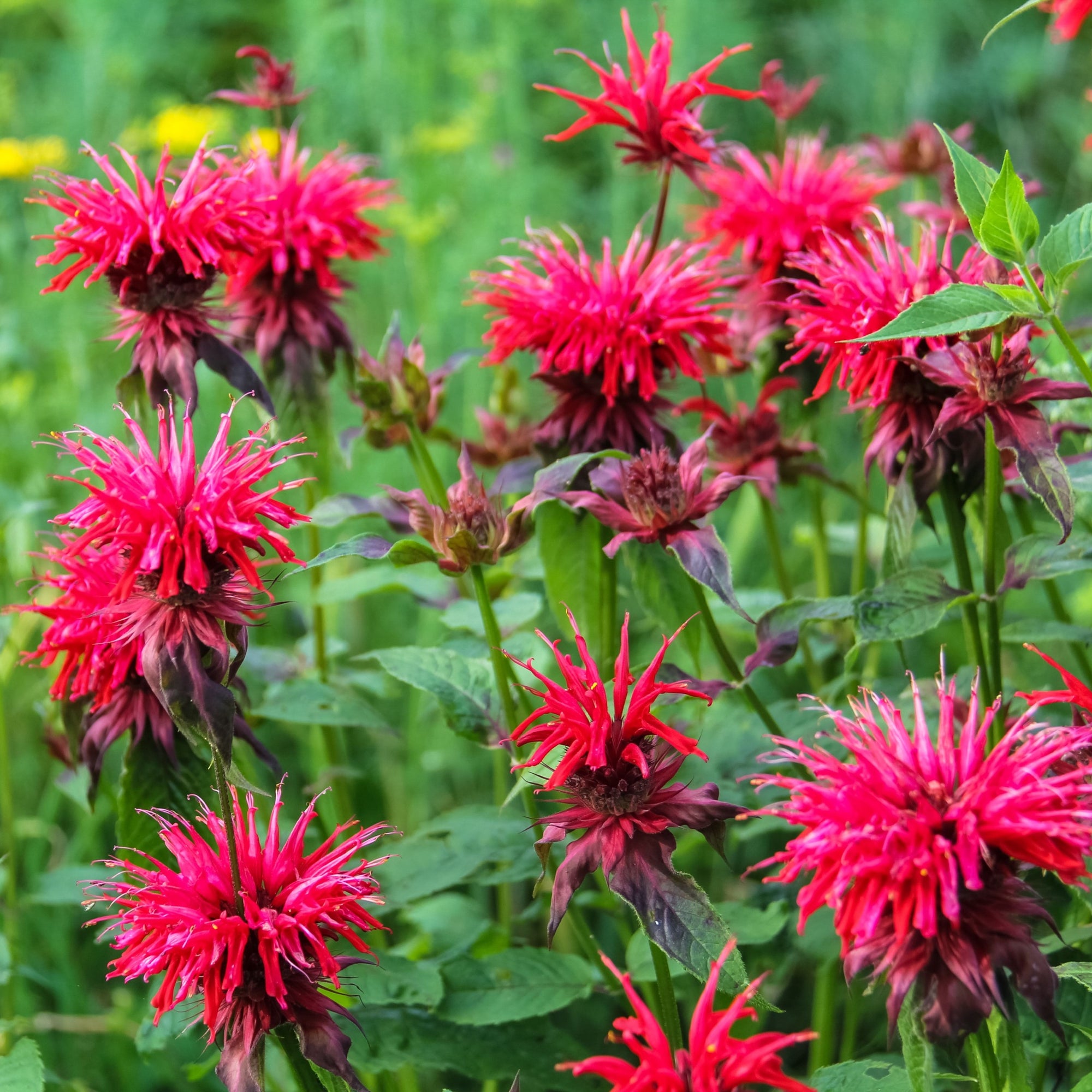 Monarda didyma 'Fireball' (Young Perennial) PRE ORDER SPRING '26