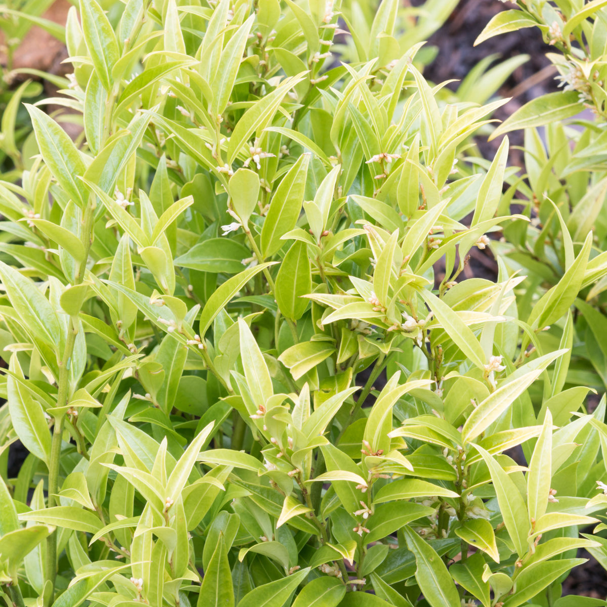 Sarcococca &#39;Dragon Gate&#39; 2L