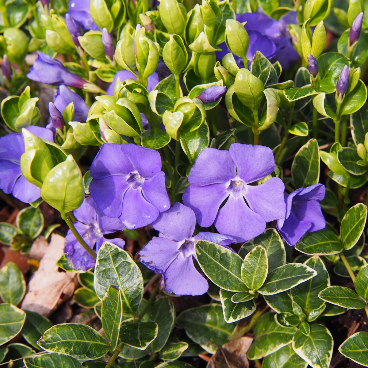 Vinca minor &#39;Ralph Shugert&#39; 2L features five-petaled purple flowers, glossy green leaves edged in white, and numerous green buds. This attractive evergreen ground cover is also called variegated lesser periwinkle.
