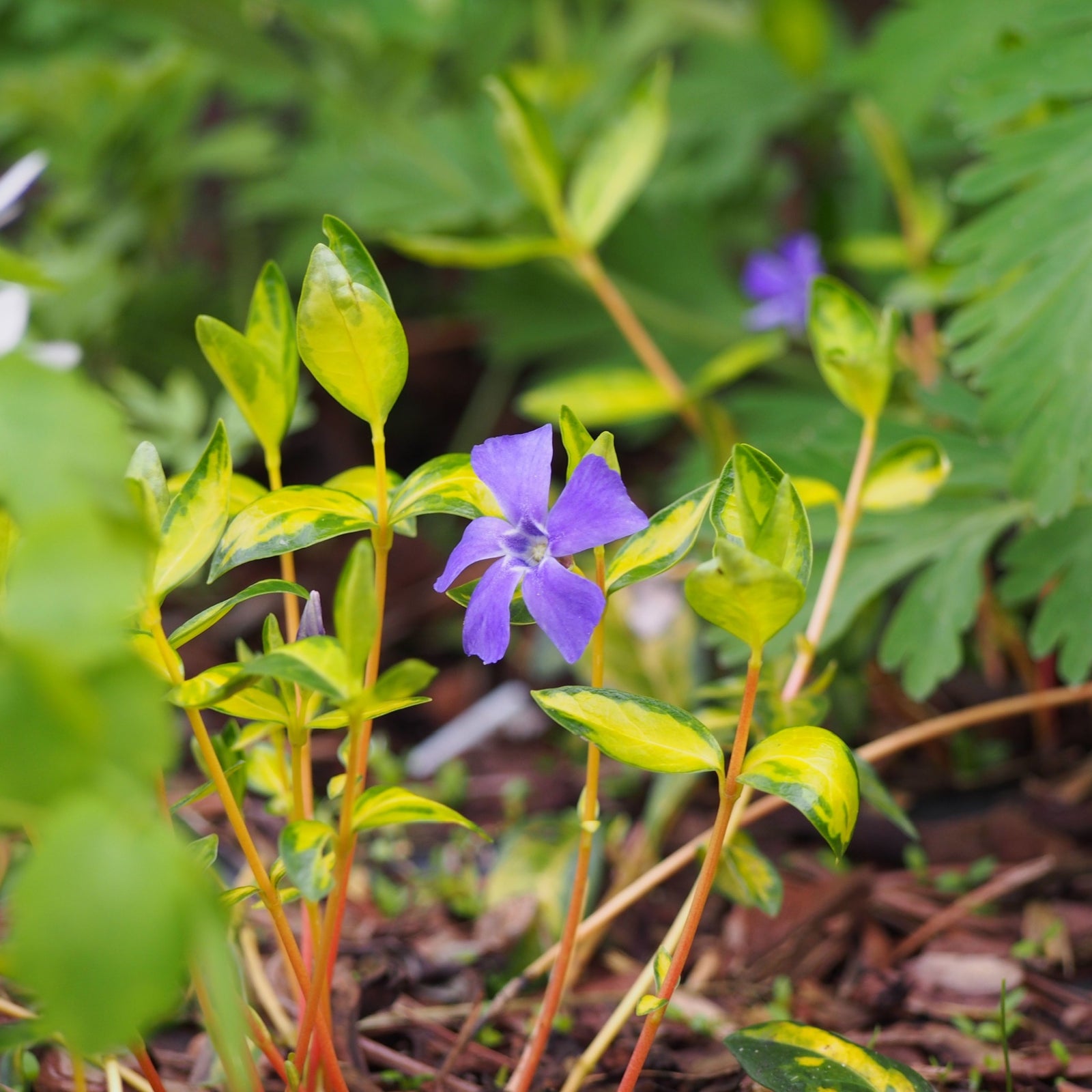 Vinca minor 'illumination' (periwinkle) 9cm