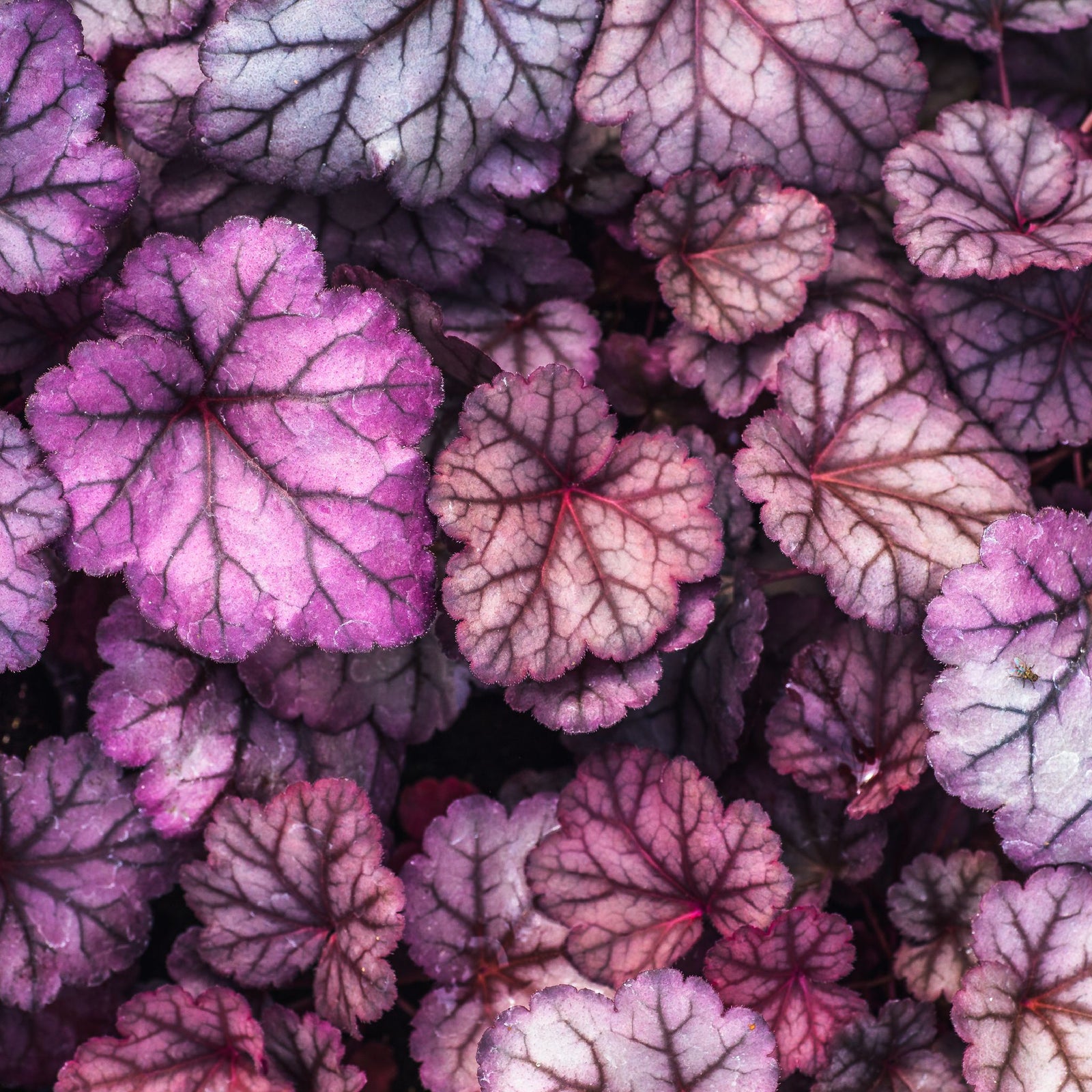 Heuchera 'Obsidian' 2L, a perennial with dark purple ruffled leaves and slender flower stalks, grows densely in a wooden planter. Tan ornamental grass provides striking contrast in this welcoming shade garden.