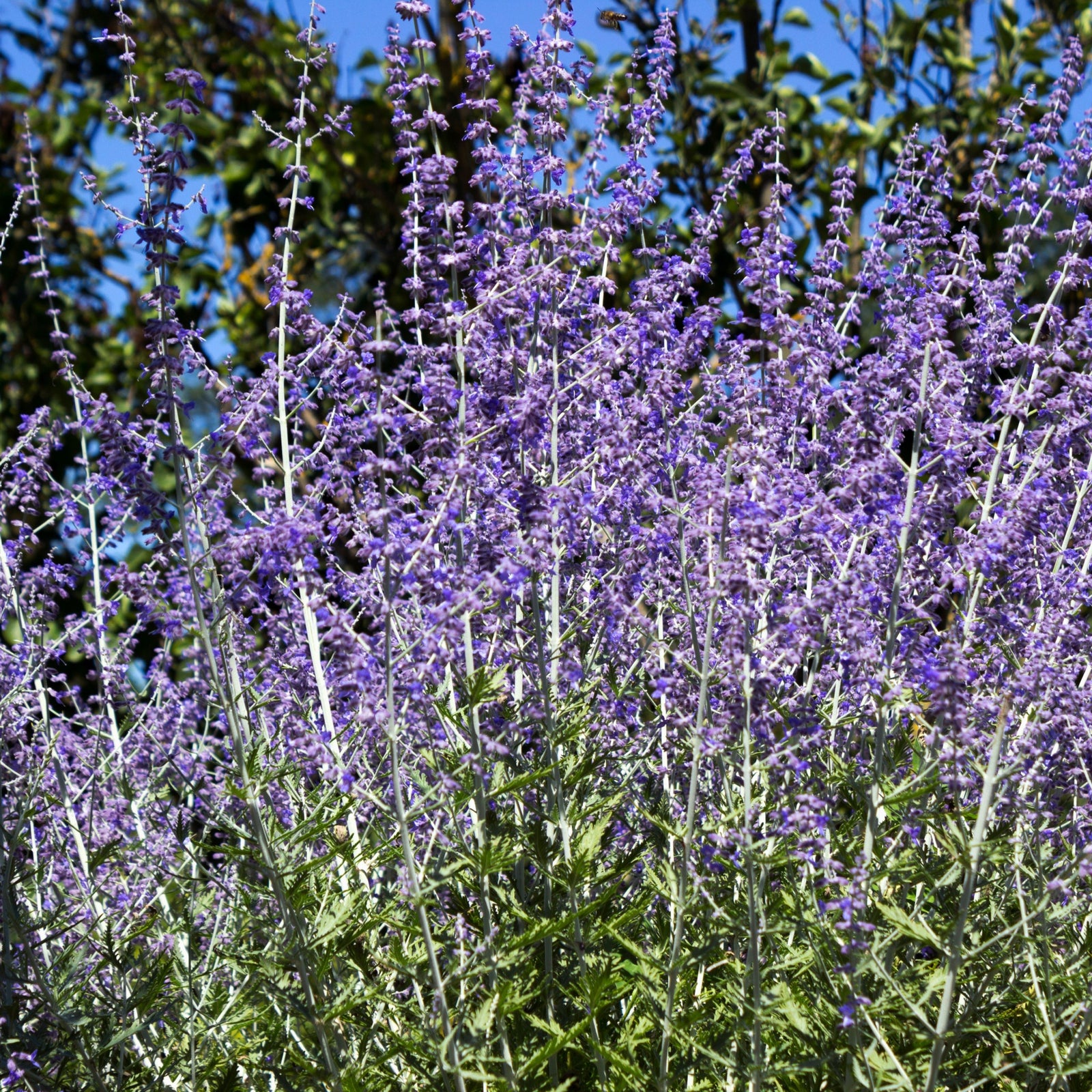 Perovskia 'Blue Steel' 9cm Pot features tall stems with clusters of small purple flowers above silvery-green foliage. This perennial is valued for its drought tolerance, making it a striking and resilient garden choice.