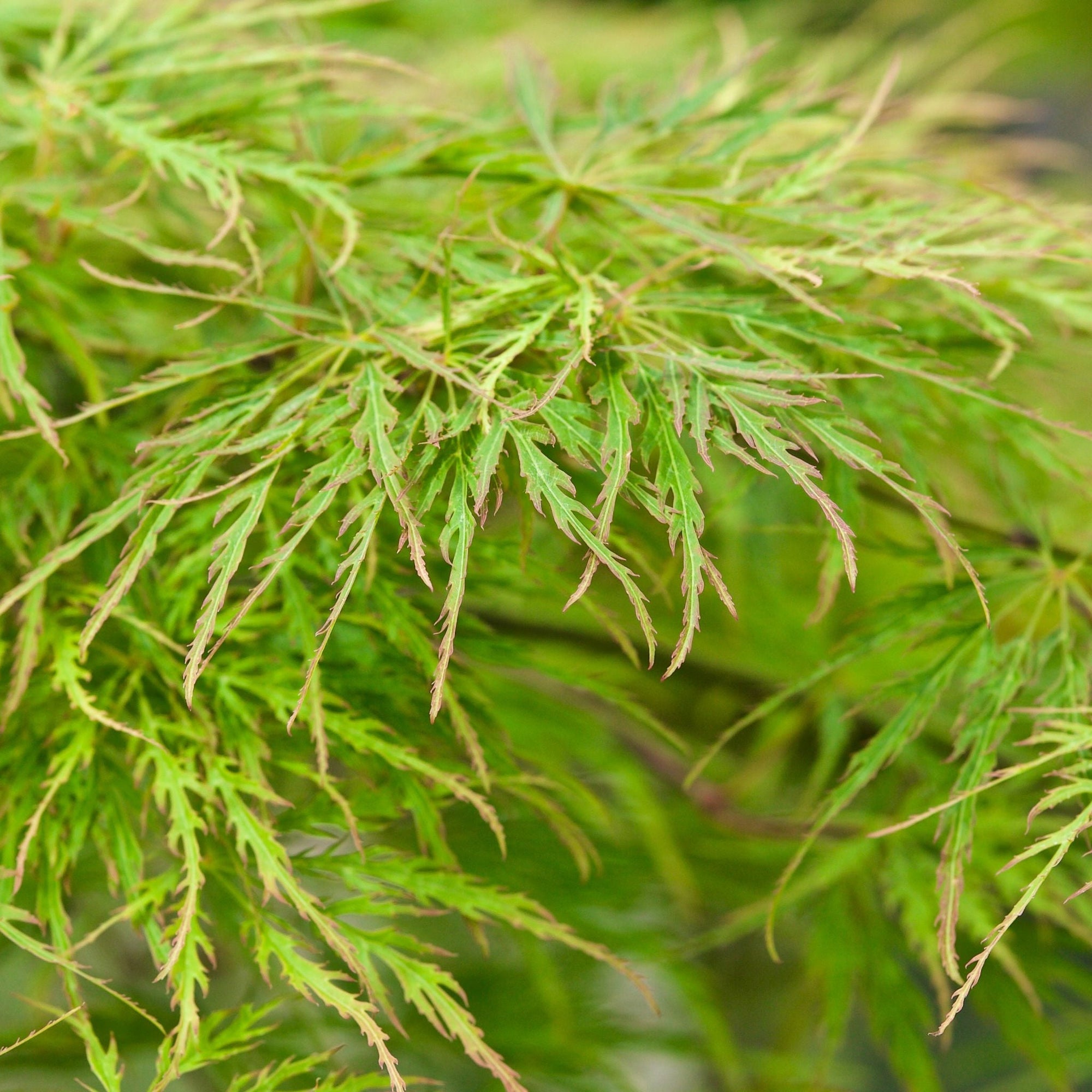 Acer palmatum Dissectum  90L 210cm