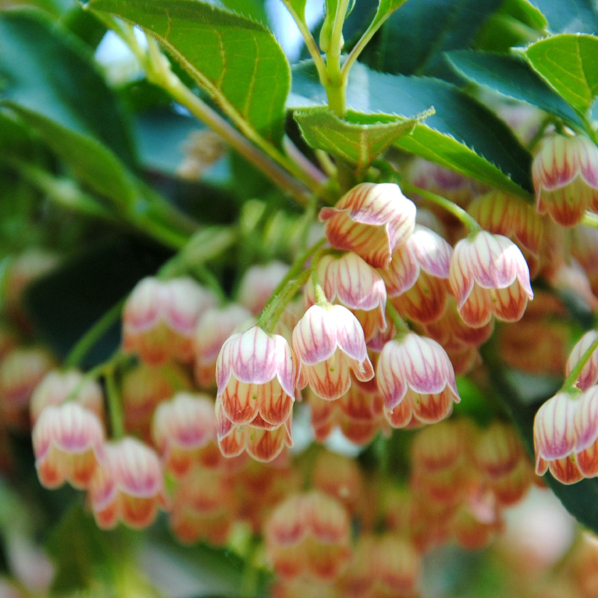 Clusters of small, bell-shaped pink and white striped flowers hang from the green branches of Enkianthus campanulatus 2L, their delicate early summer blooms highlighted against a softly blurred background.