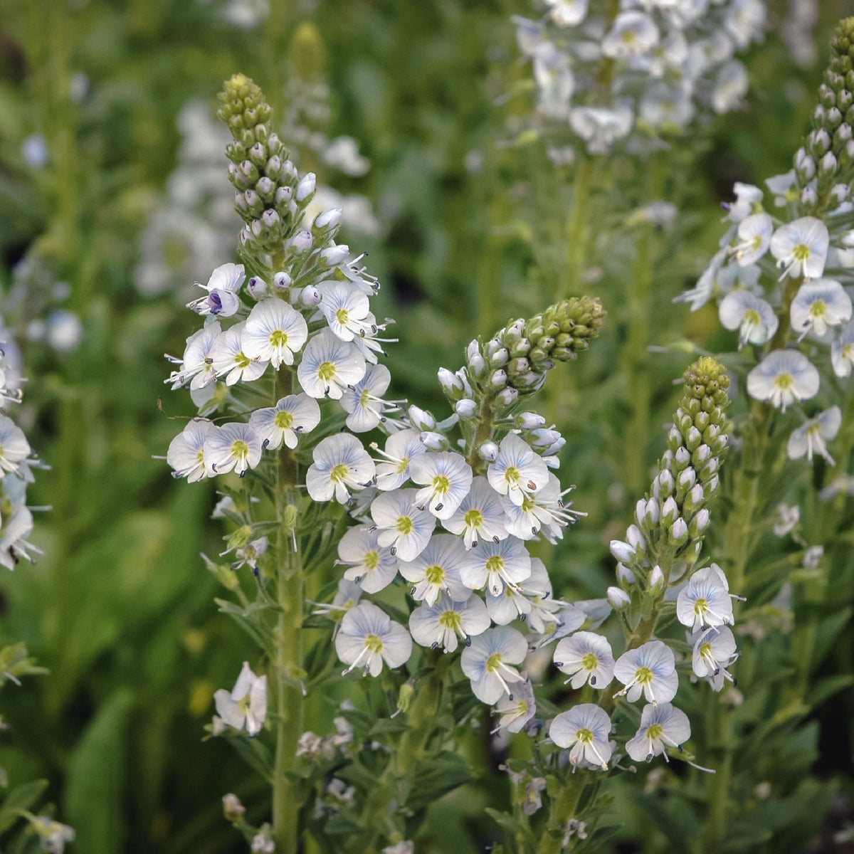 Clusters of delicate white blooms with yellow centers and fine purple veins grace tall green stems of Veronica gentianoides, offered in a 9cm pot—an early-flowering perennial ideal for adding elegance to lush green foliage displays.